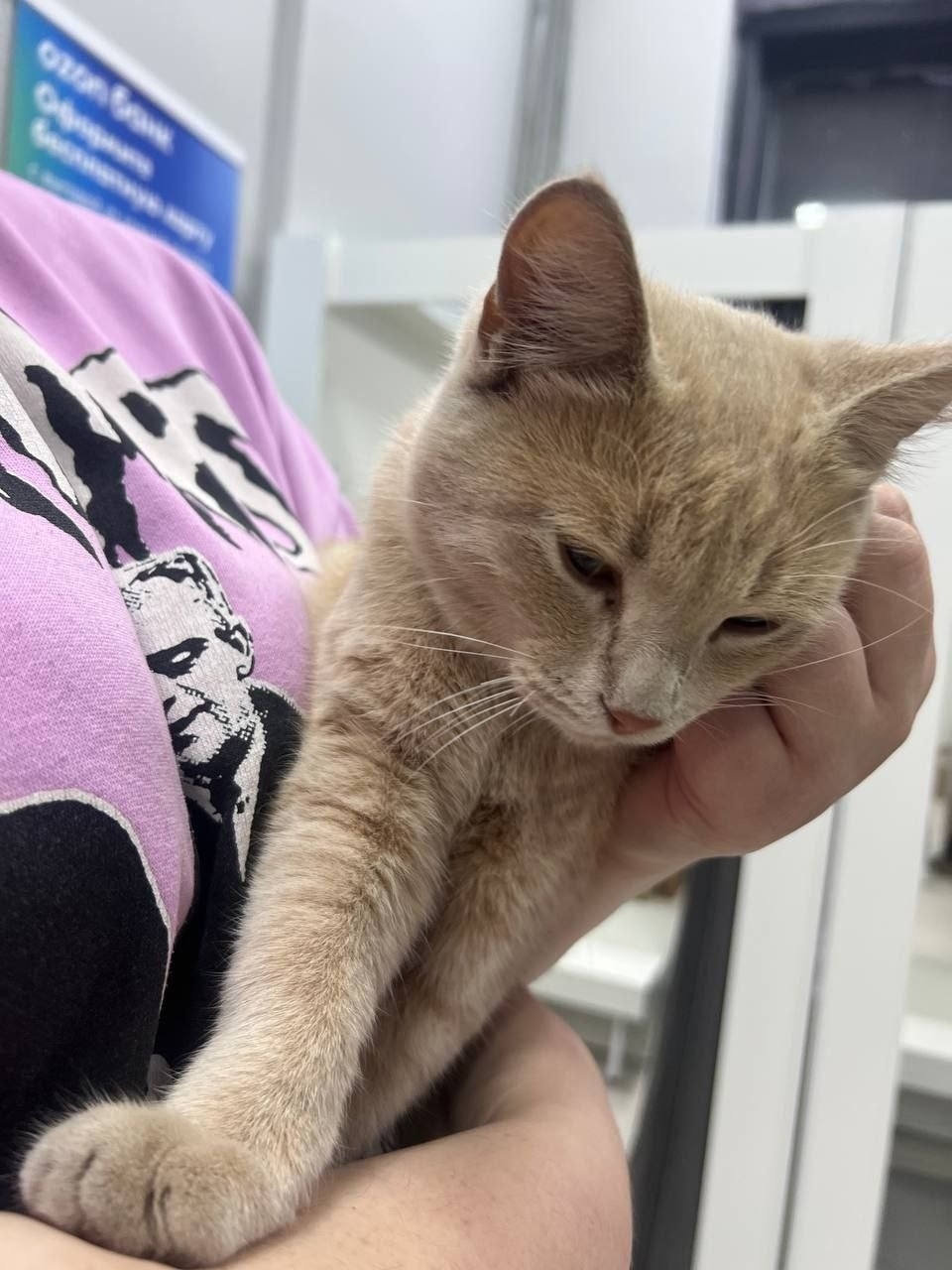 Найдена собака в Видном — фото объявления