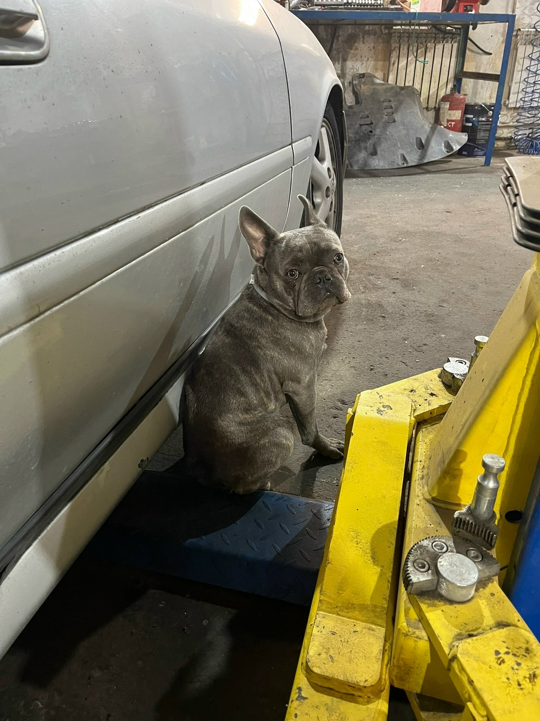 Найдена собака в Видном — фото объявления