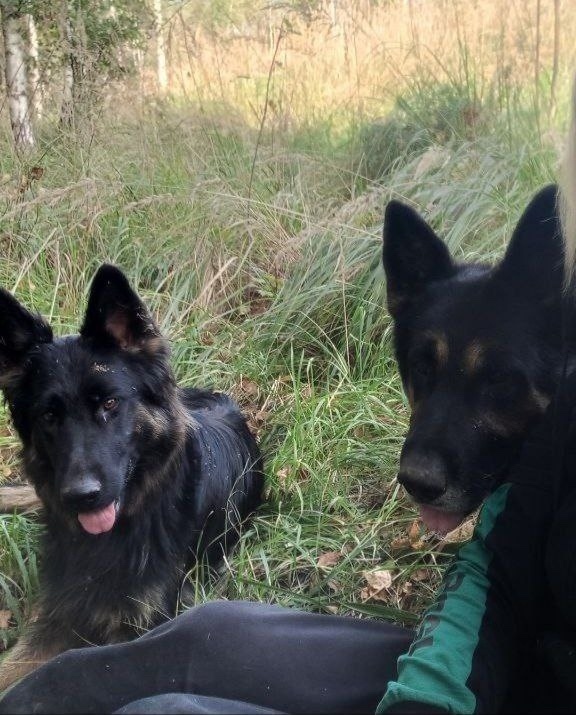 Пропала собака в Видном — фото объявления