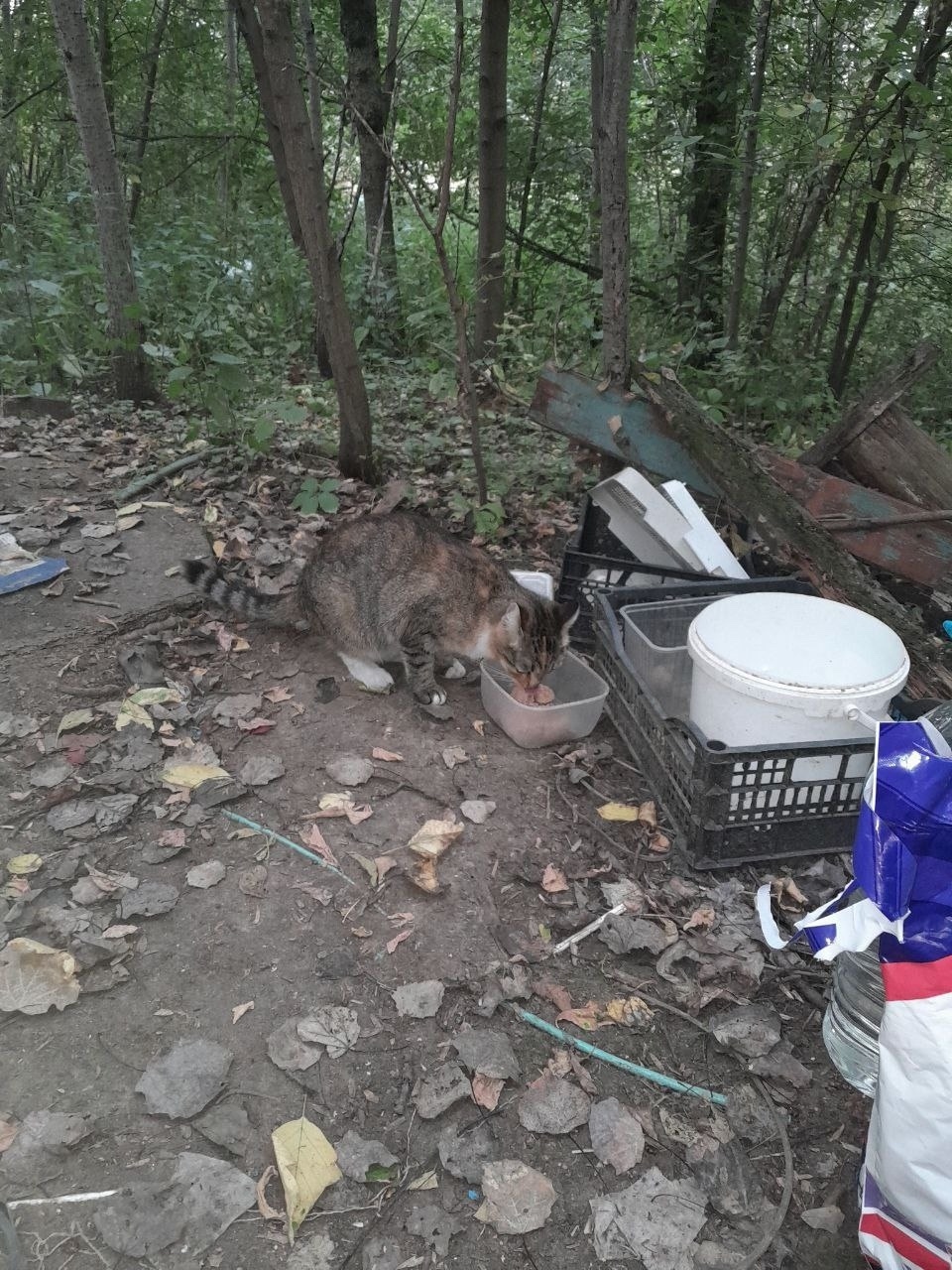 Найдена собака в Видном — фото объявления