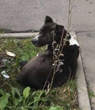 Пропала собака в Видном — фото объявления