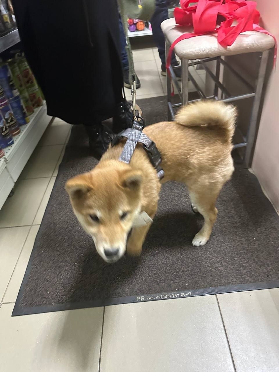 Найдена собака в Видном — фото объявления