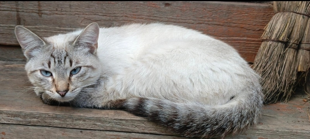 Пропала кошка в Видном — фото объявления