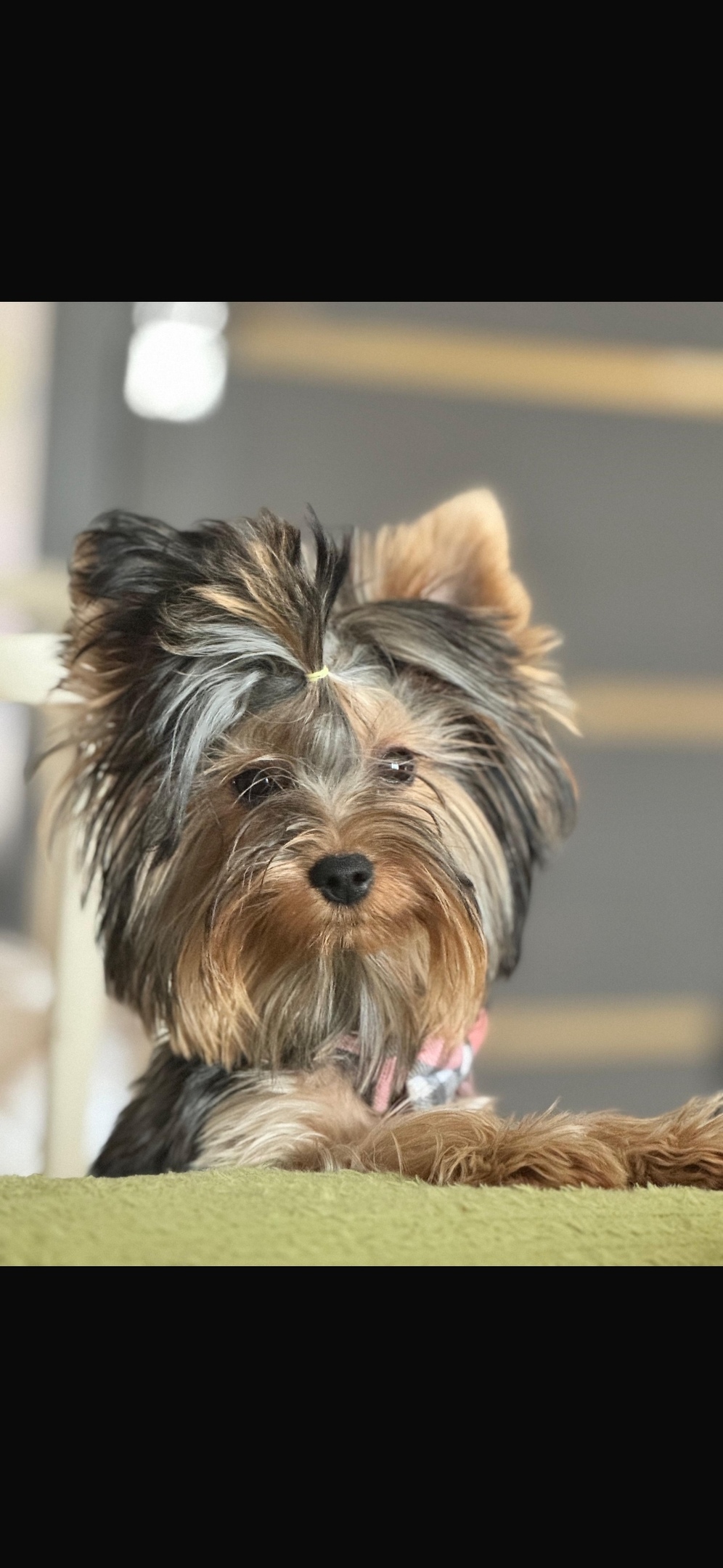 Пропала собака в Видном — фото объявления