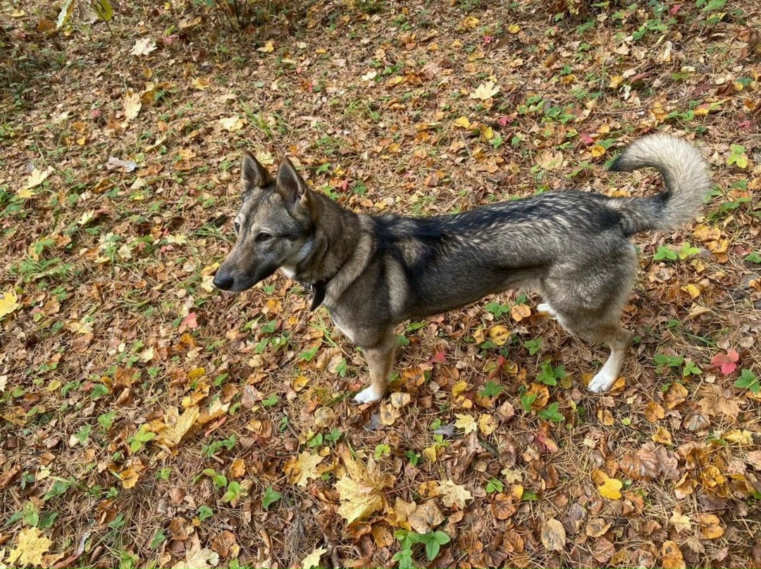 Найдена собака в Видном — фото объявления
