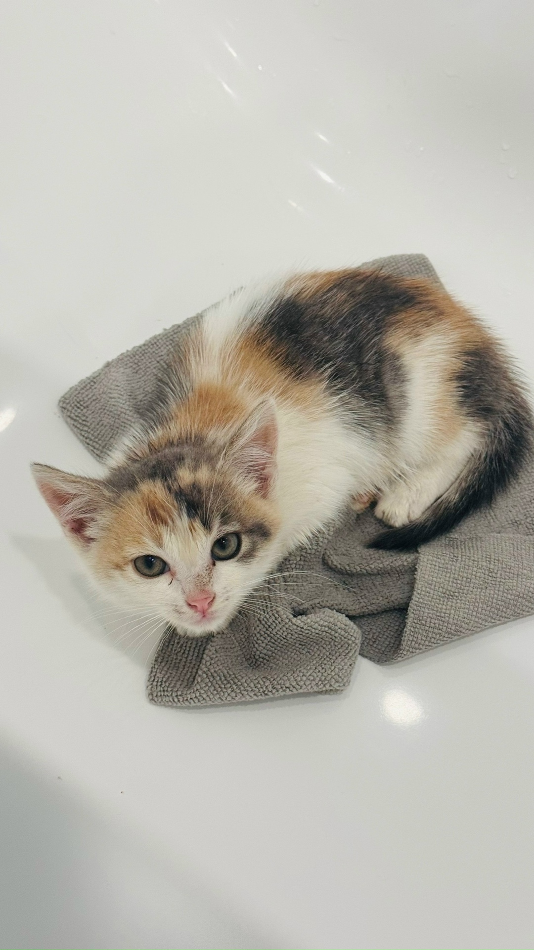 Найдена кошка в Видном — фото объявления