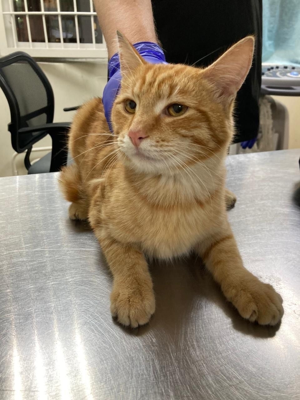 Найдена кошка в Видном — фото объявления