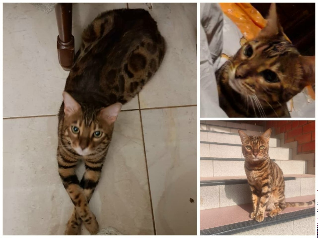 Пропала кошка в Видном — фото объявления