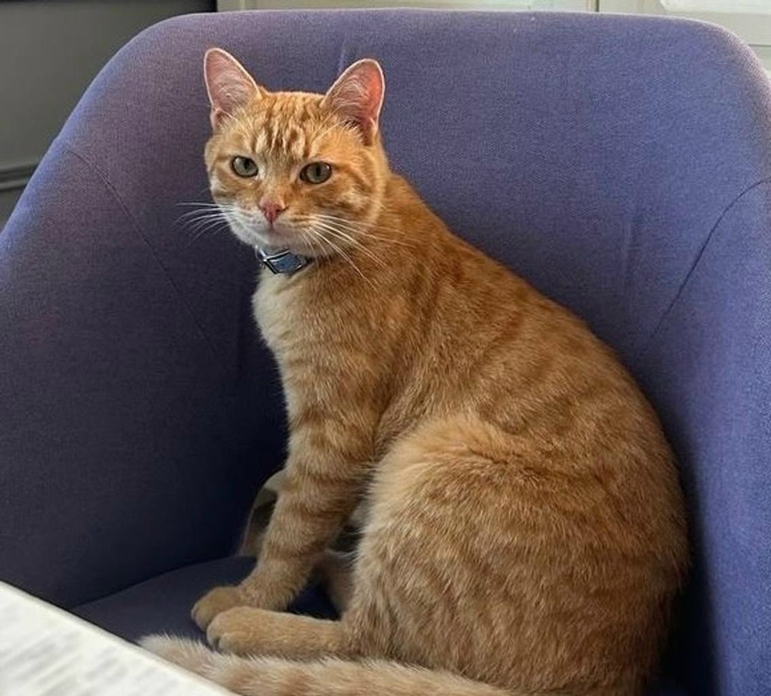 Пропала кошка в Видном — фото объявления