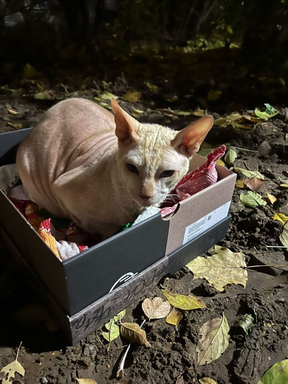 Найдена кошка в Видном — фото объявления