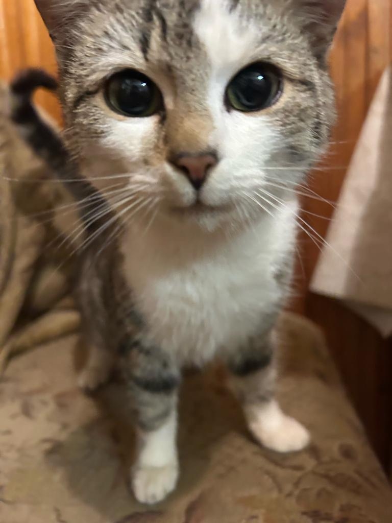 Пропала кошка в Видном — фото объявления