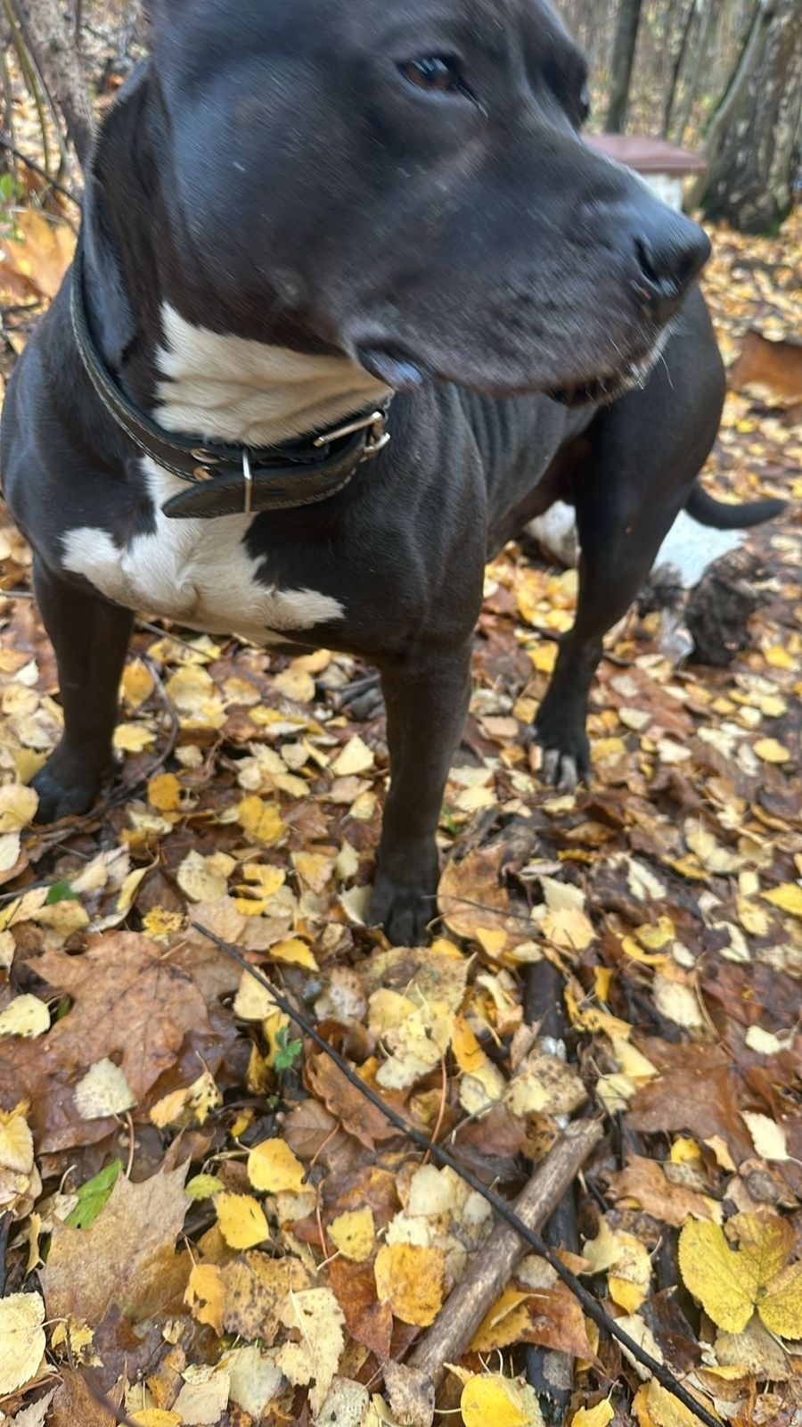 Найдена собака в Видном — фото объявления