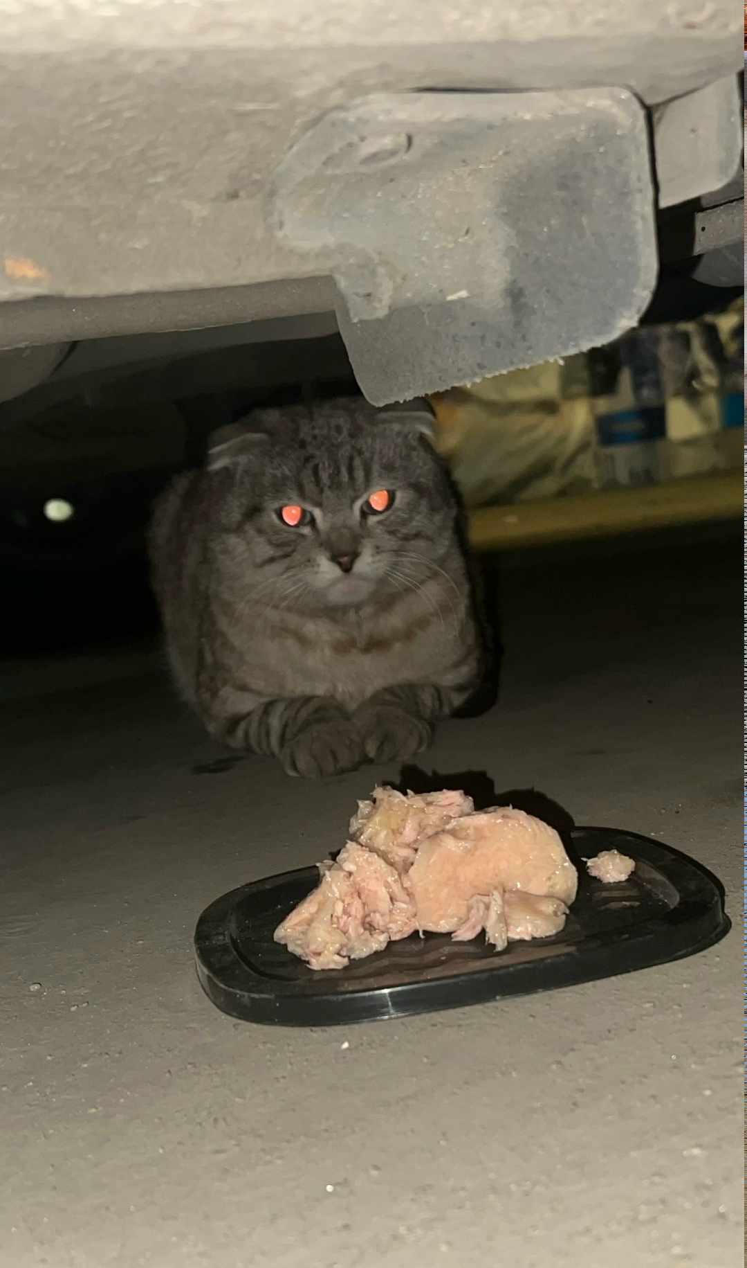 Найдена кошка в Видном — фото объявления