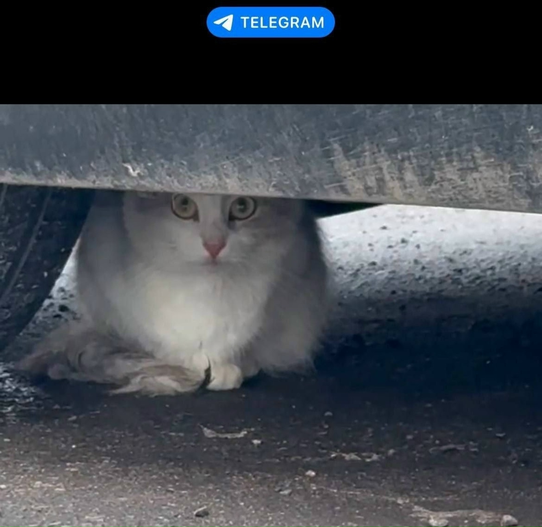 Найдена кошка в Видном — фото объявления