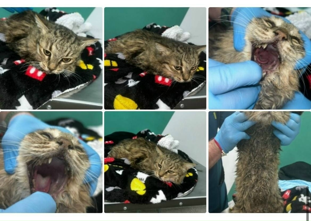 Найдена кошка в Видном — фото объявления