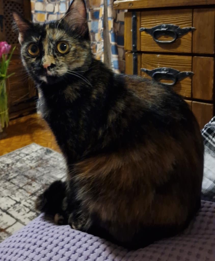 Пропала кошка в Видном — фото объявления