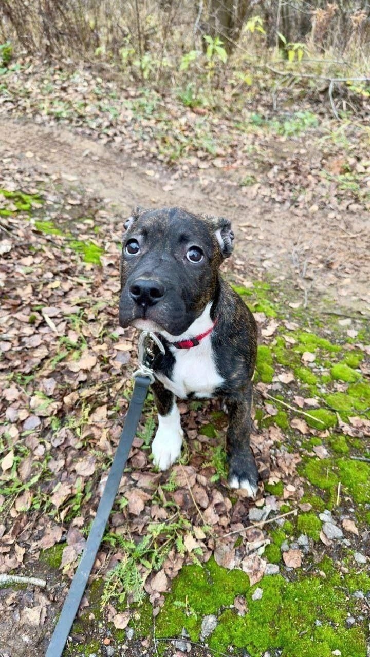 Найдена собака в Видном — фото объявления