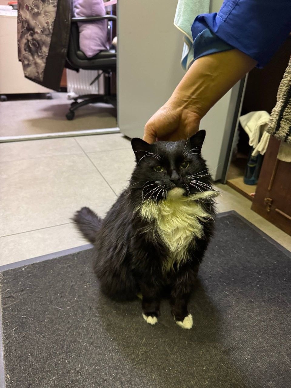 Найдена кошка в Видном — фото объявления