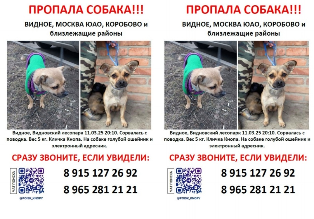 Пропала собака в Видном — фото объявления