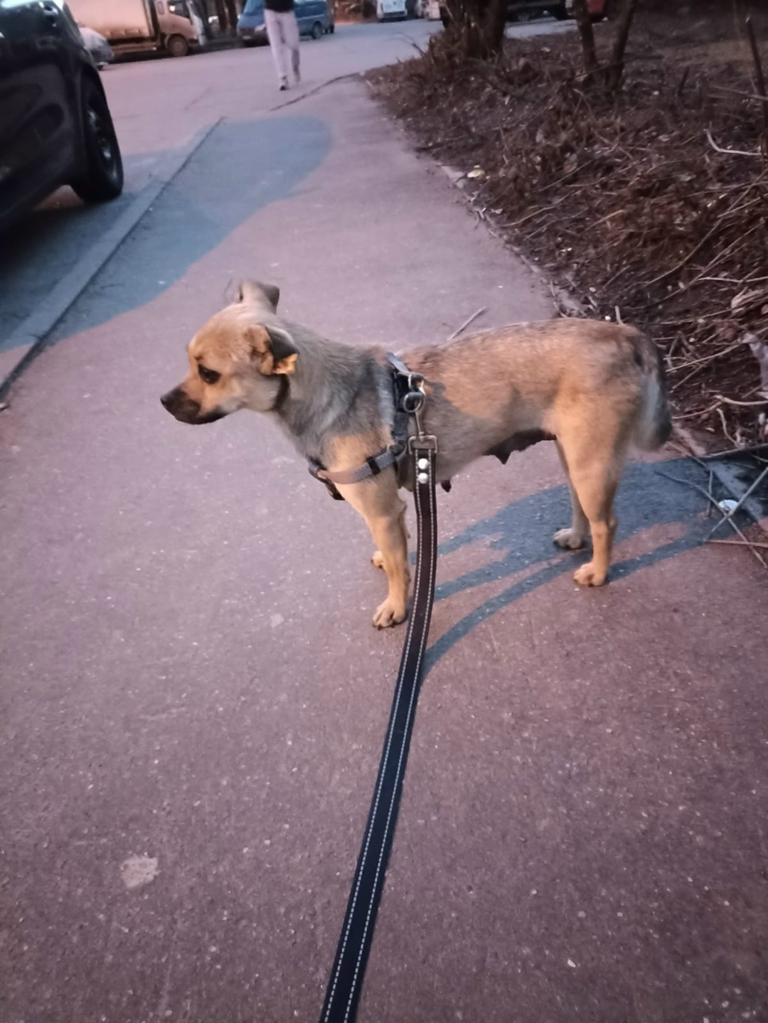 Пропала собака в Видном — фото объявления