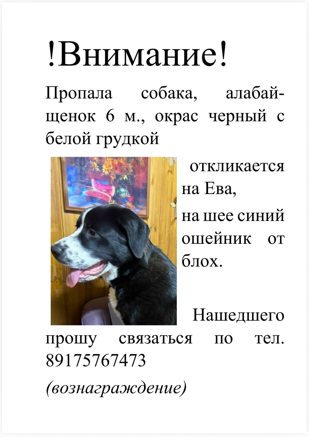 Пропала собака в Видном — фото объявления