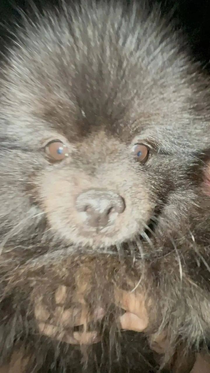 Пропала собака в Видном — фото объявления