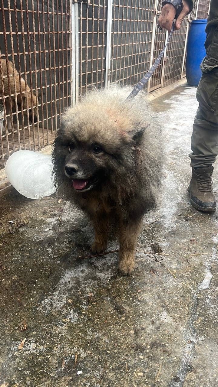 Пропала собака в Видном — фото объявления