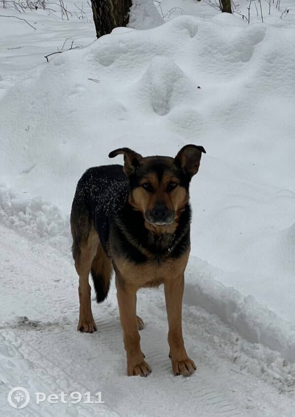 Найдена собака в Видном — фото объявления