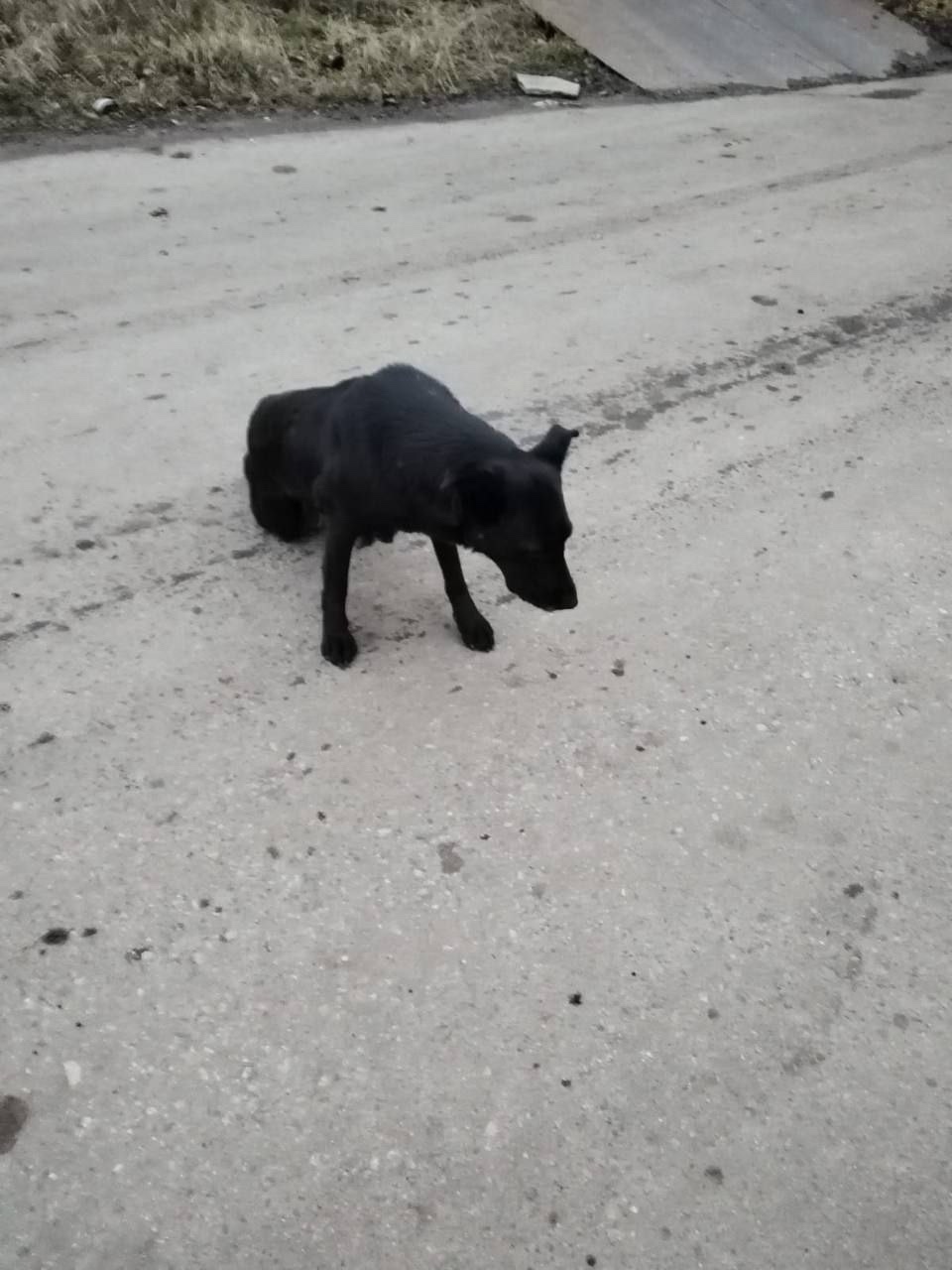 Пропала собака в Видном — фото объявления