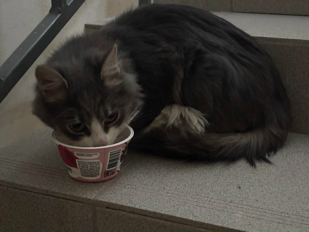 Найдена кошка в Видном — фото объявления