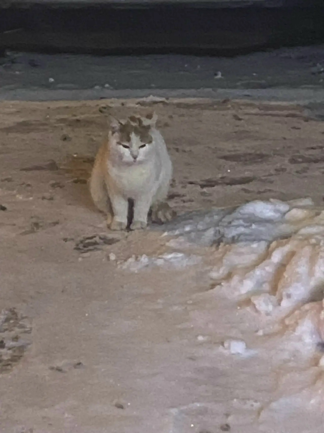 Пропала кошка в Видном — фото объявления