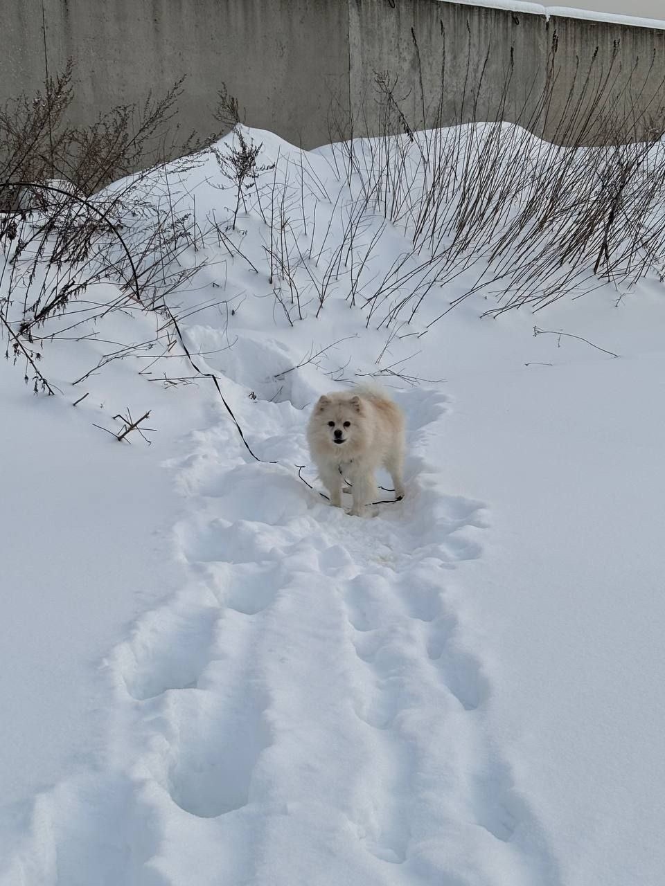 Найдена собака в Видном — фото объявления