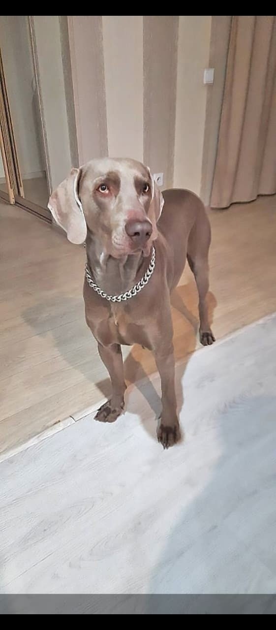 Пропала собака в Видном — фото объявления