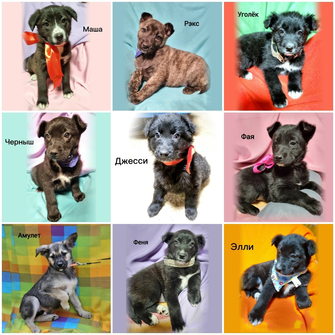 Найдена собака в Видном — фото объявления