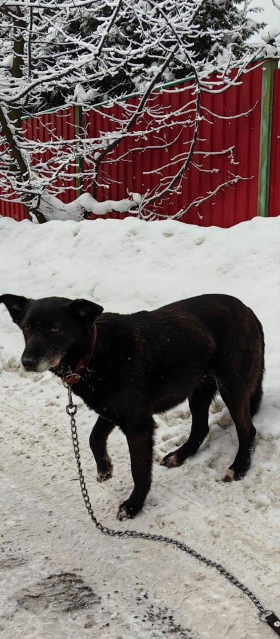 Найдена собака в Видном — фото объявления