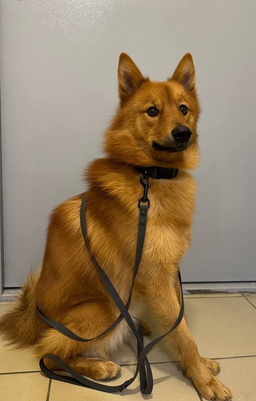 Пропала собака в Видном — фото объявления