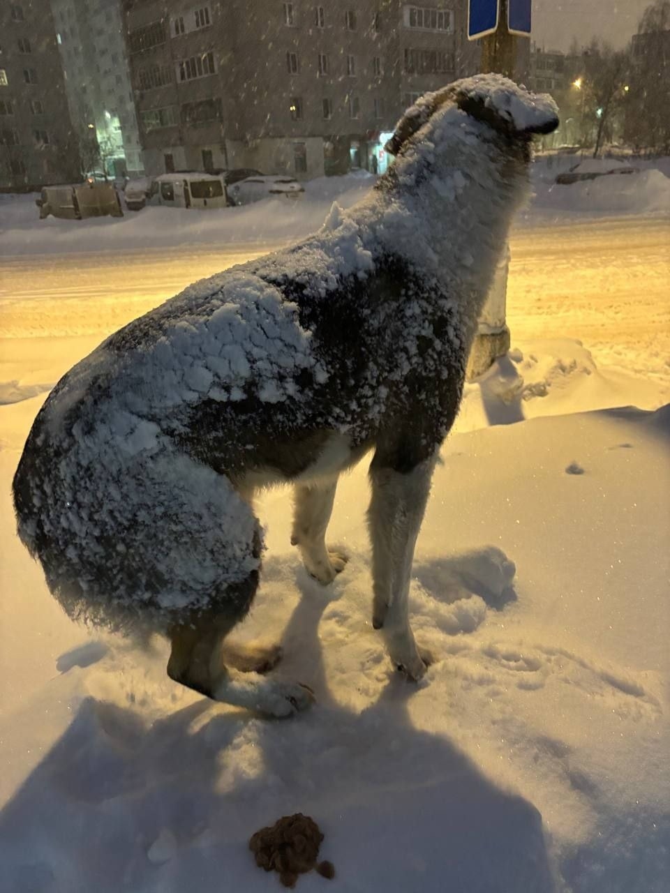 Пропала собака в Видном — фото объявления