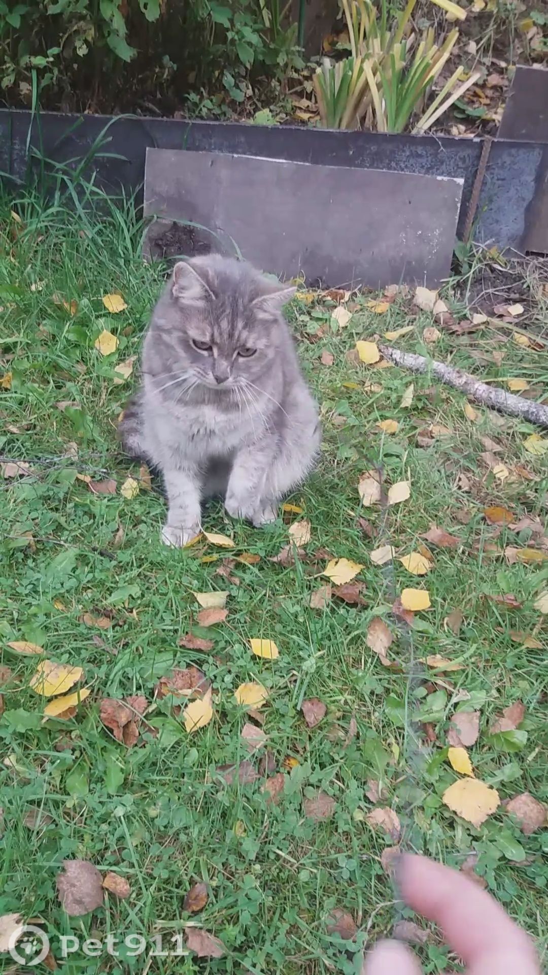 Пропала кошка в Видном — фото объявления