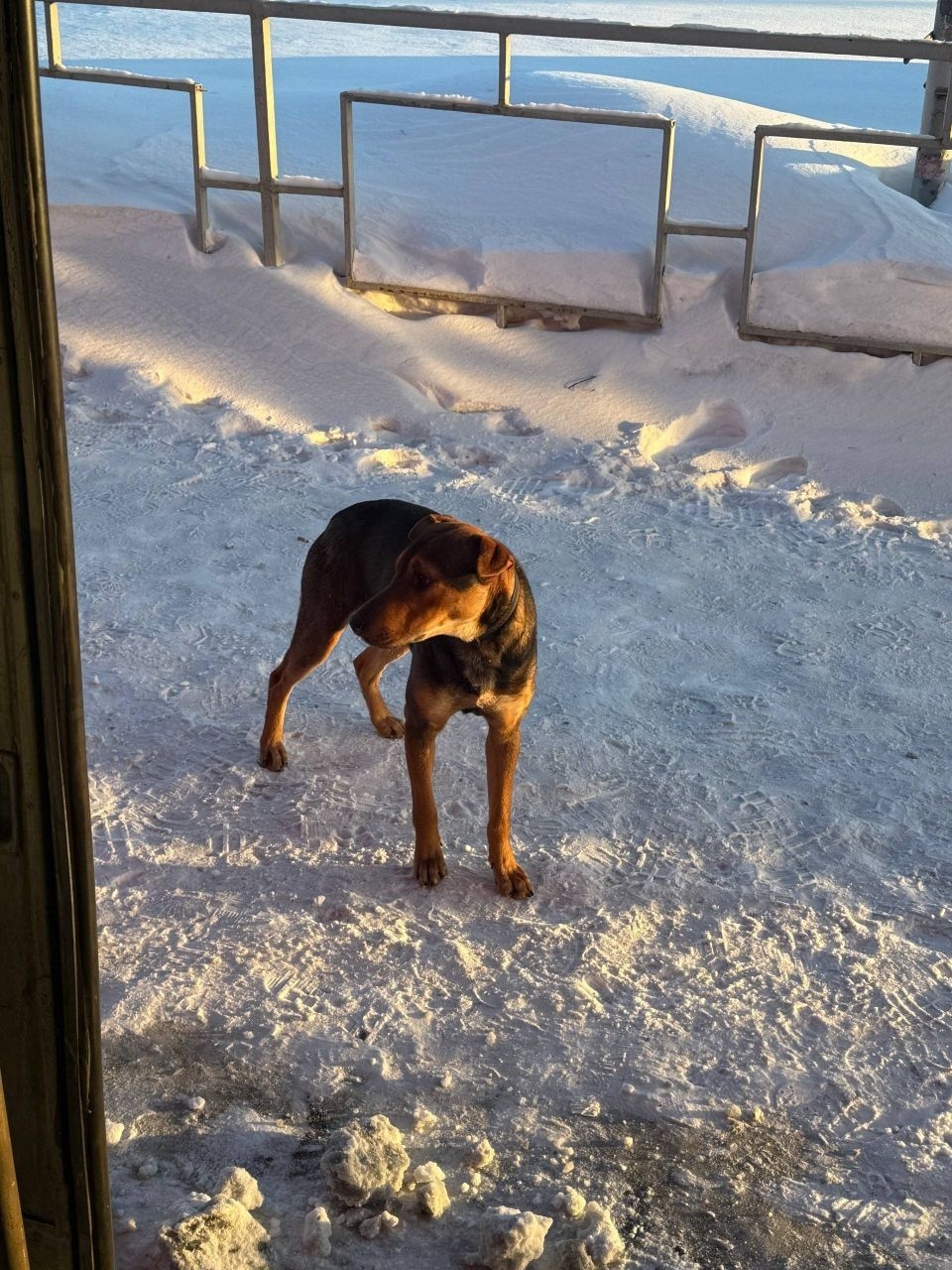 Пропала собака в Видном — фото объявления