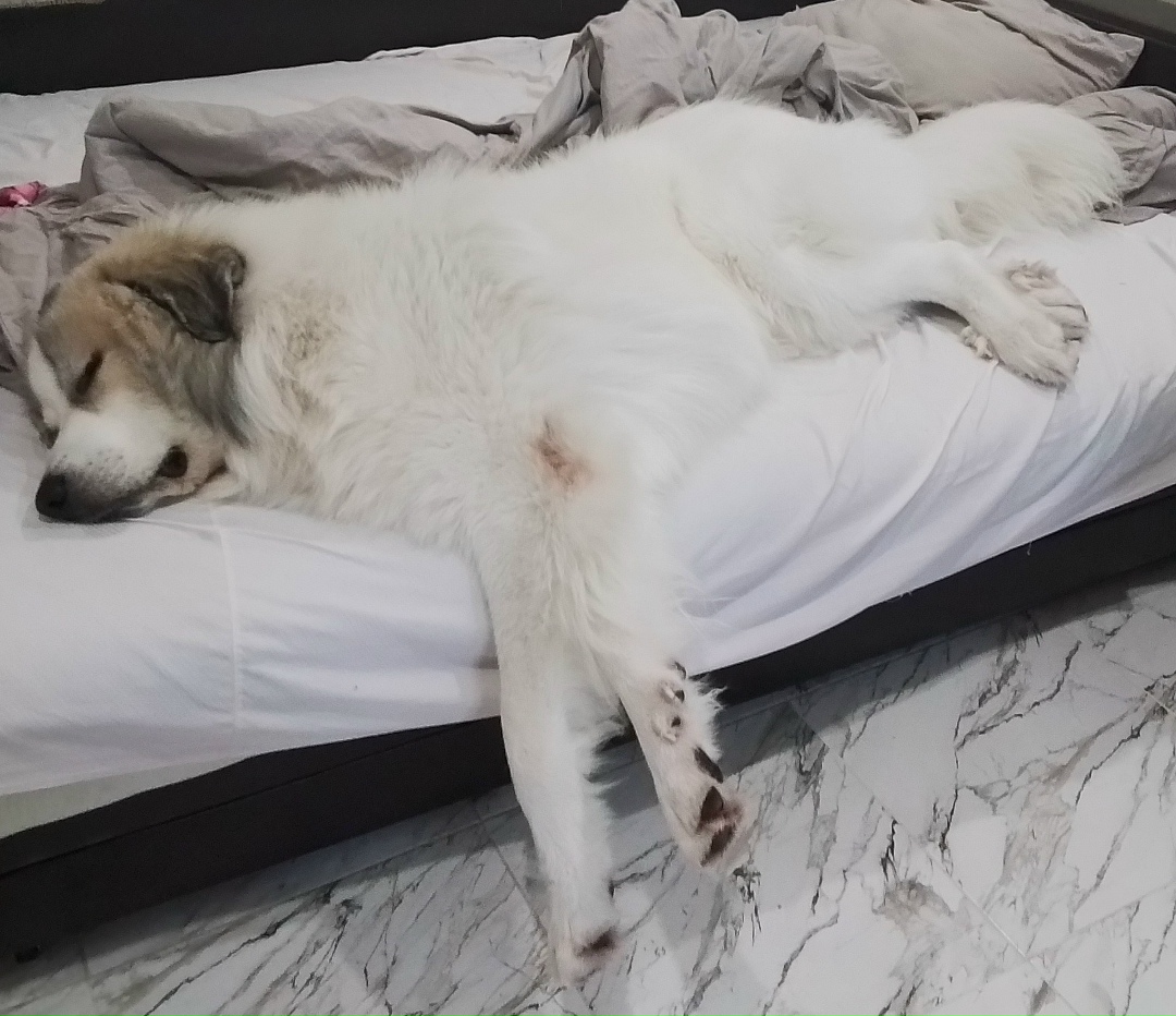 Пропала собака в Видном — фото объявления