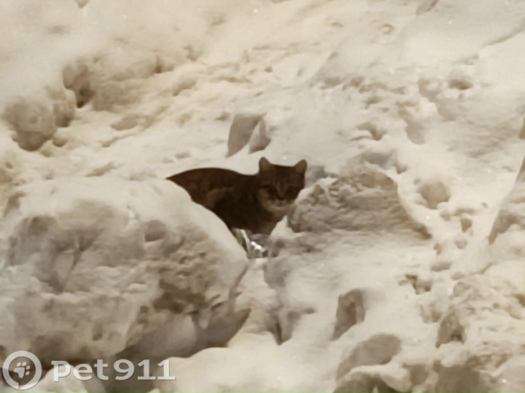 Найдена кошка в Видном — фото объявления