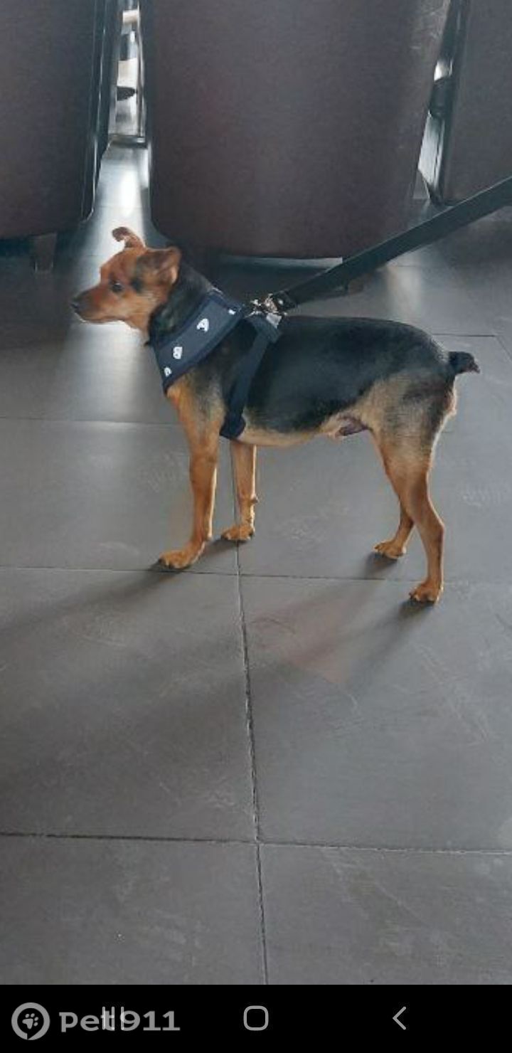 Пропала собака в Видном — фото объявления