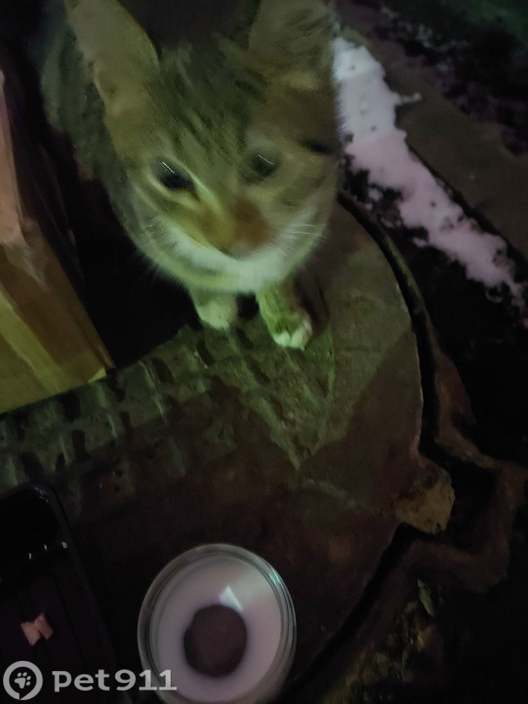 Найдена кошка в Видном — фото объявления