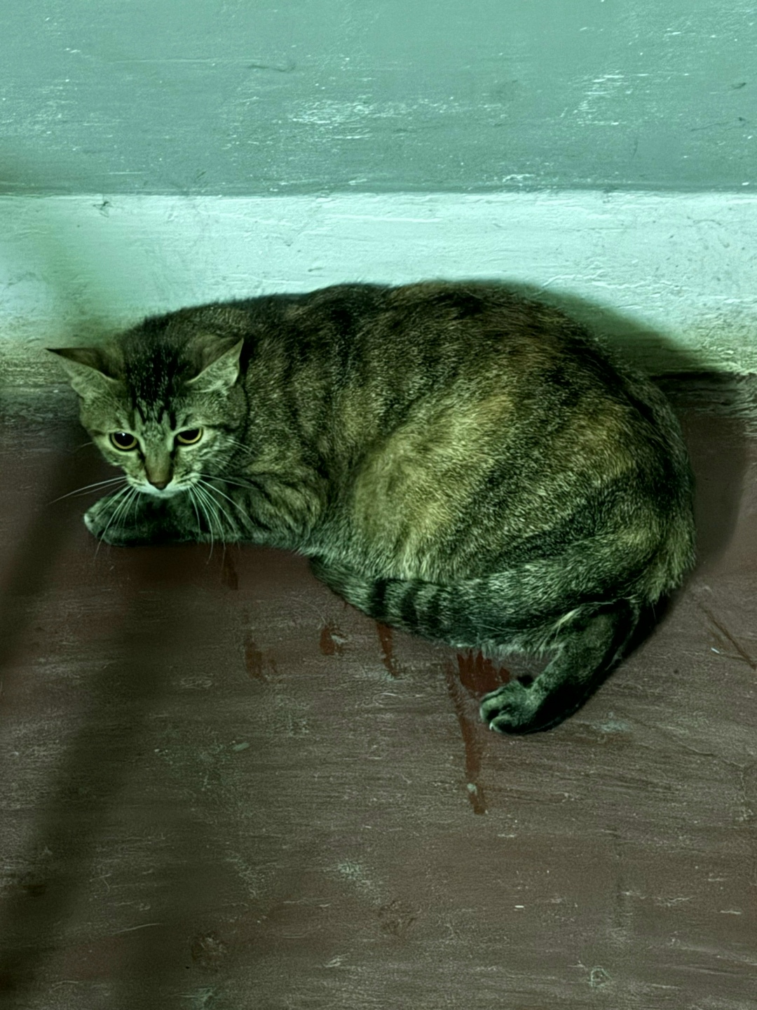 Найдена кошка в Видном — фото объявления