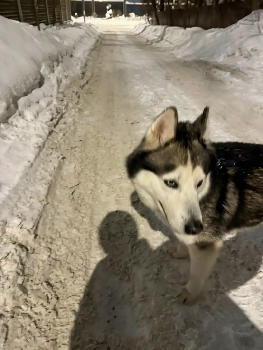 Найдена собака в Видном — фото объявления