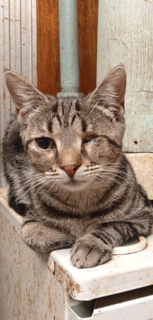 Пропала кошка в Видном — фото объявления