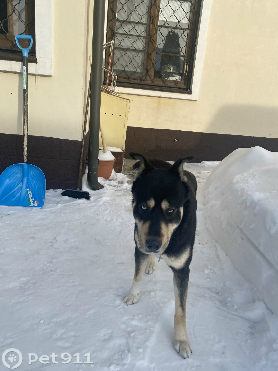 Найдена собака в Видном — фото объявления