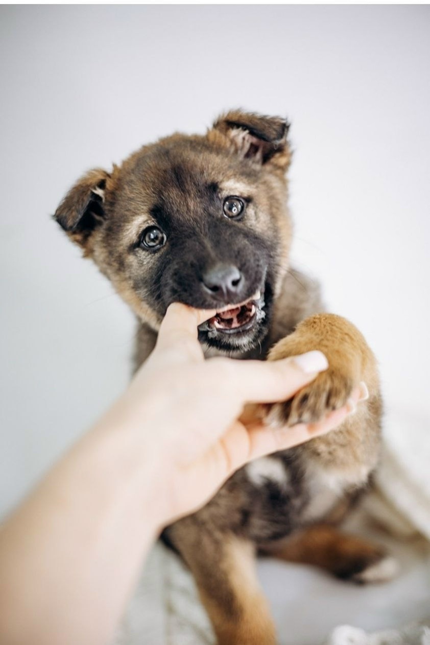 Найдена собака в Видном — фото объявления