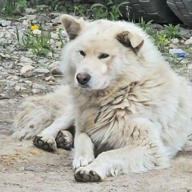 Пропала собака в Видном — фото объявления