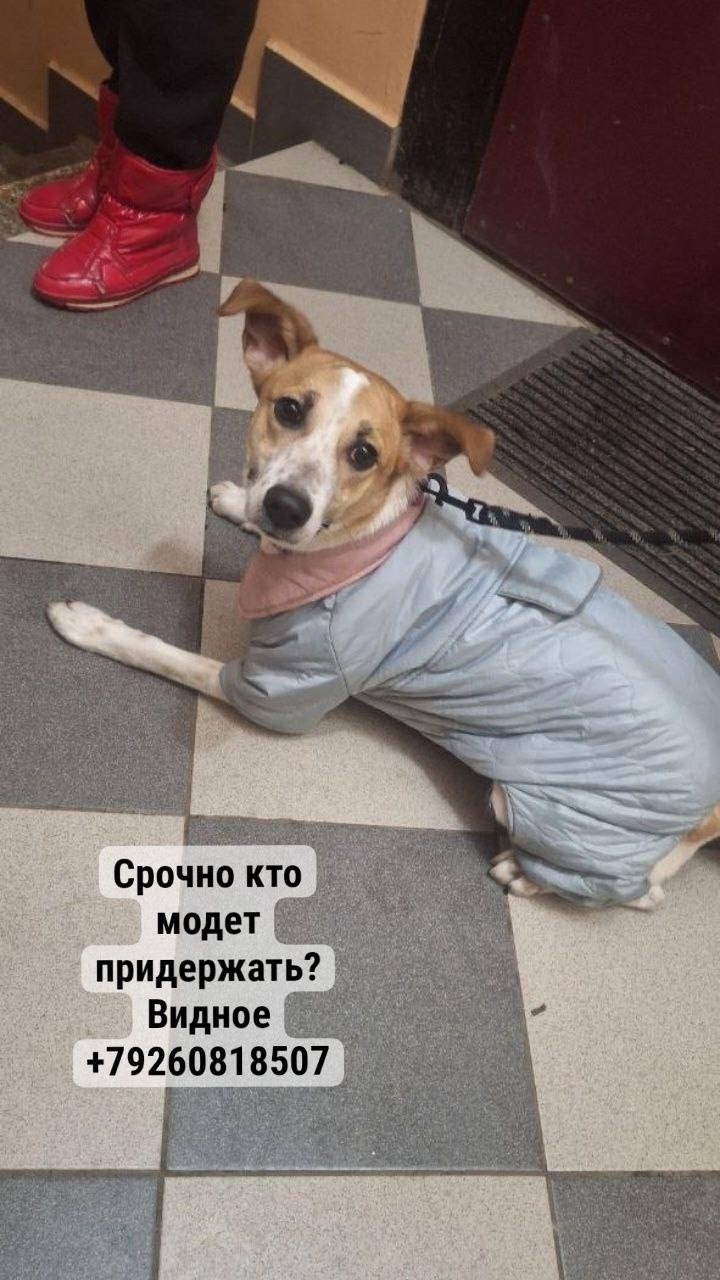Найдена собака в Видном — фото объявления